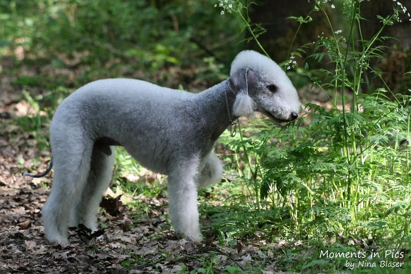 2010-05-23 Airis Blue Volshebny Svet Walk (5).jpg